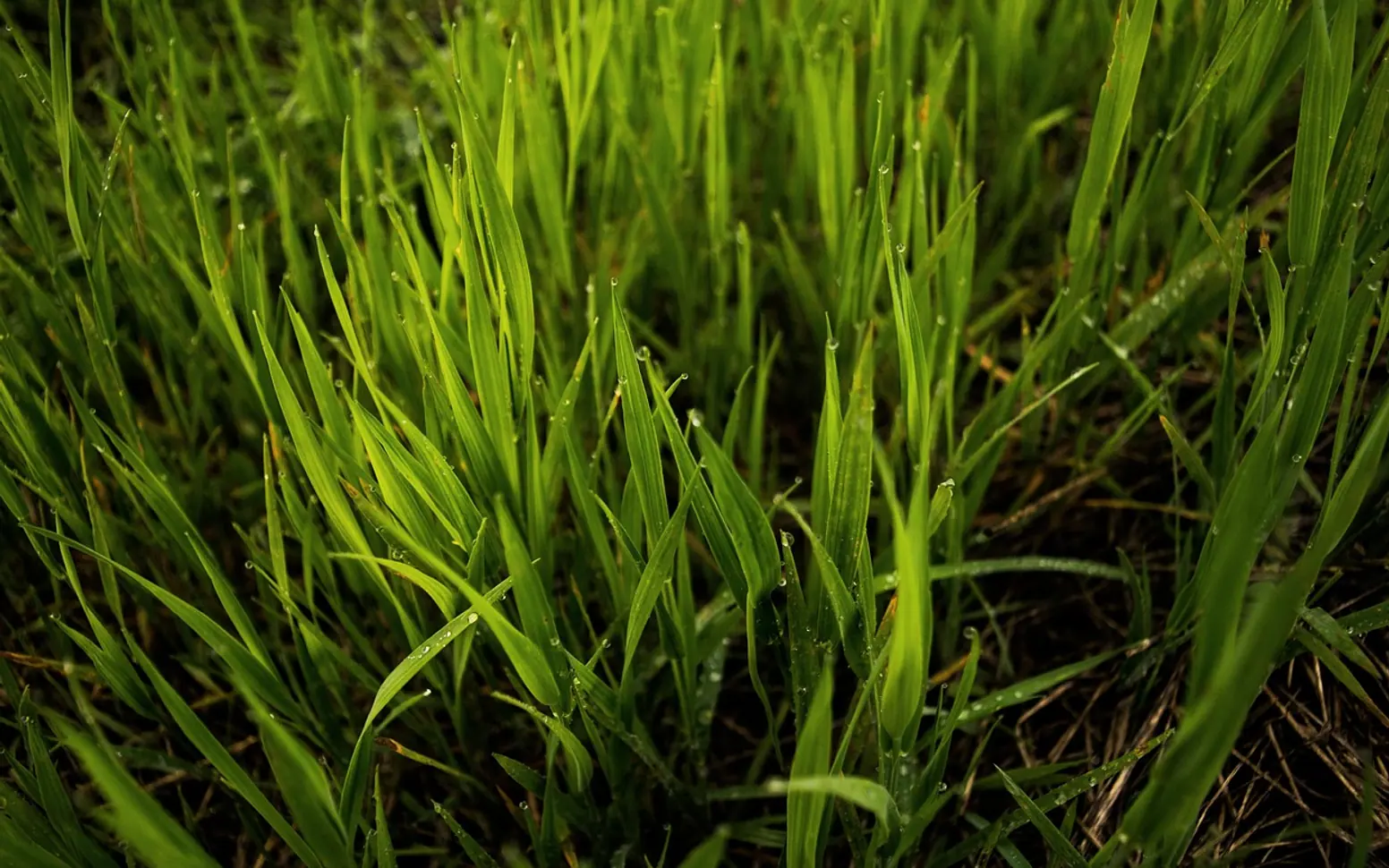 Grass, field and blades